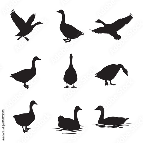 Collection of goose silhouettes in various poses isolated on white background silhouette