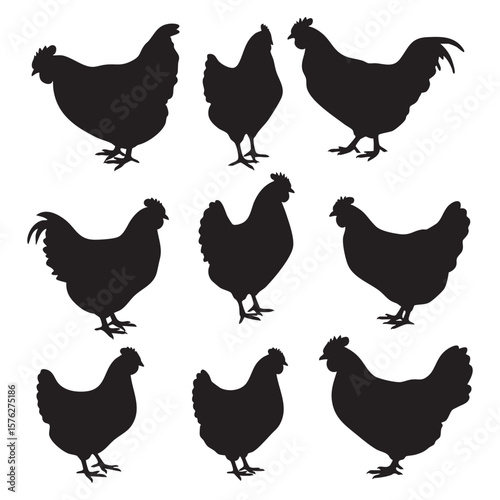 Collection of chicken silhouettes isolated on white background