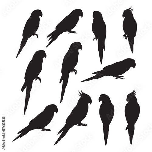 Collection of parrot silhouettes in various poses isolated on white background silhouette
