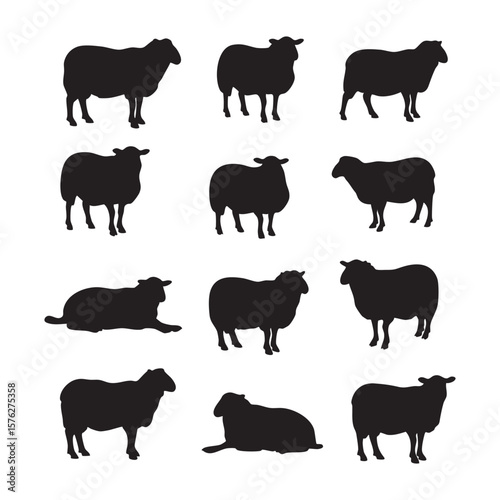 Collection of sheep silhouettes standing and resting isolated on white background silhouette