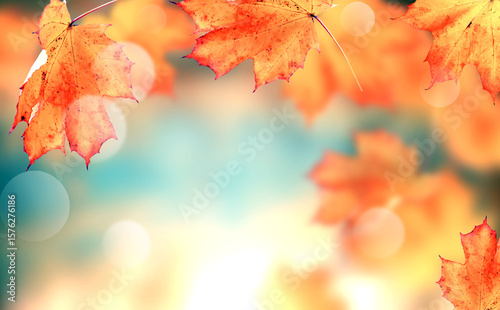 Fototapeta Naklejka Na Ścianę i Meble -  Autumn leaves on the fall blurred background .