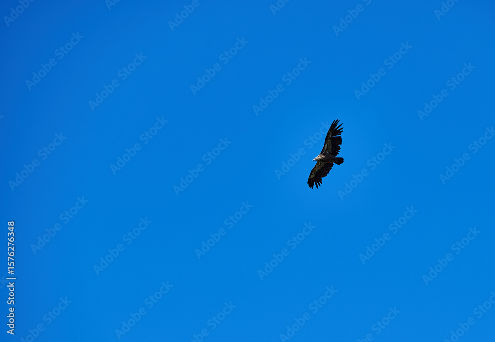 Bird Soaring Gracefully Against a Clear Blue Sky Bird Soaring Gracefully Against a Clear Blue Sky