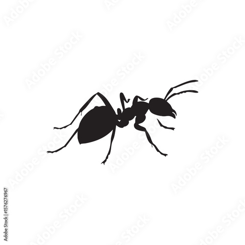 Ant vector