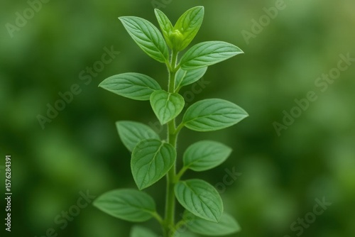 Wallpaper Mural A Close-Up of a Thriving Leafy Plant Torontodigital.ca