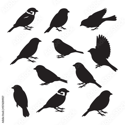 Collection of diverse bird poses in black silhouette isolated on white background silhouette