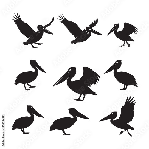 Collection of pelican silhouettes in various poses isolated on white background silhouette