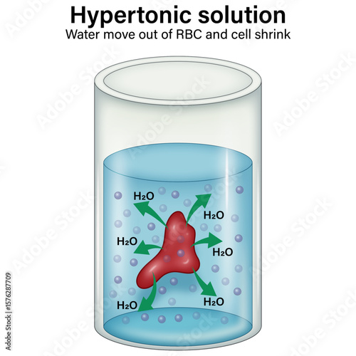 Hypertonic Solution Effect on Red Blood Cell – Water Loss and Cell Shrinkage Illustration

