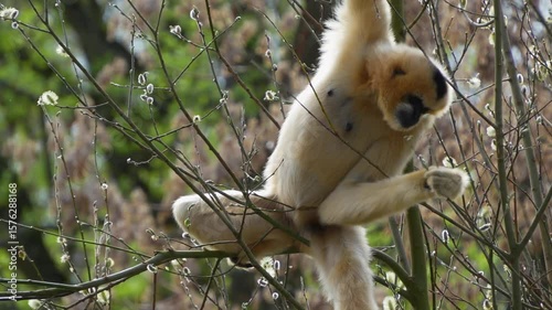 A white gibbon Monkey holding on to a tree branch on a sunny day