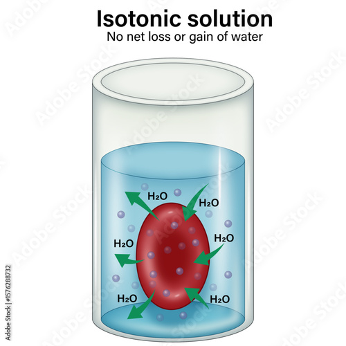 Isotonic Solution Effect on Red Blood Cell – No Net Water Movement Illustration