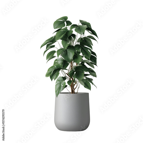 modern office plant in grey pot isolated on white or transparent png
