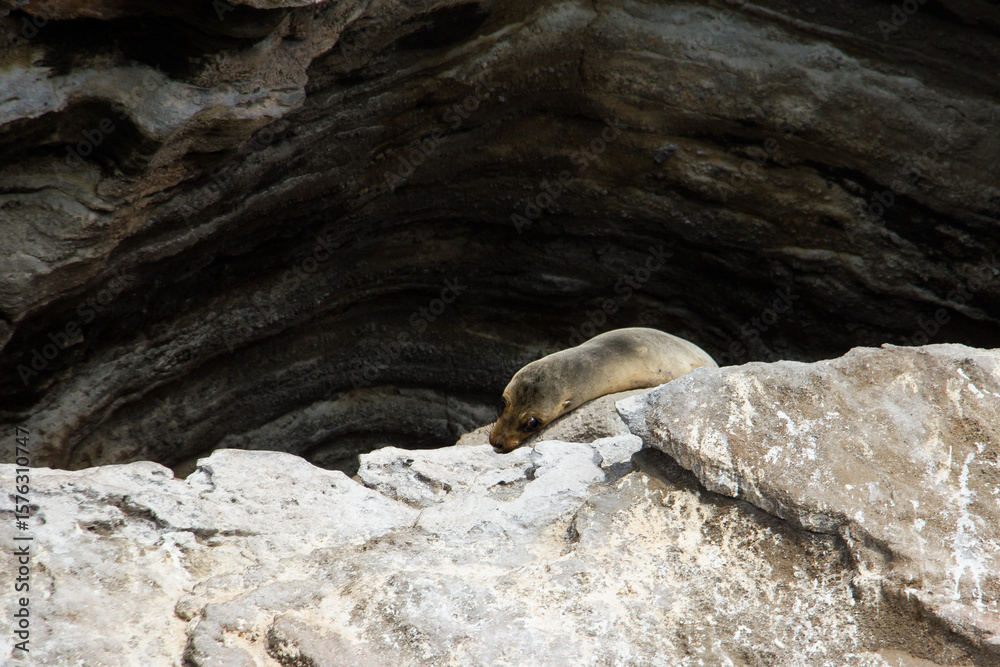 Obraz premium Junger Galapagos-Seelöwe ruhend auf Felsen