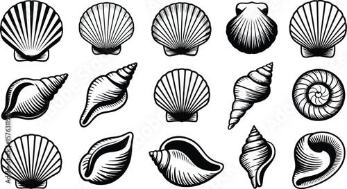 Vintage seashell set. Vector illustration collection of various marine shells like scallop and conch in a black and white engraving or woodcut style. Nautical icons for design, isolated on white.
