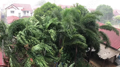 Storming is coming palm leaf tree moving aggressive