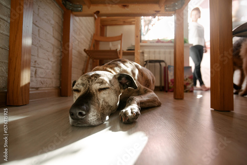 A dog is lying in a sunbeam under a table in a home interior. It is tired and resting or hungry.