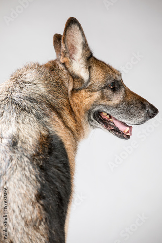 Portrait of tired adult elderly gray-haired dog. View from the back. Breed German Shepherd.