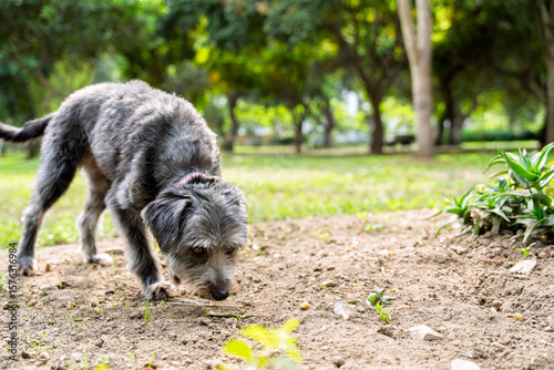 Foto Curious mixed breed dog sniffing the ground in a park