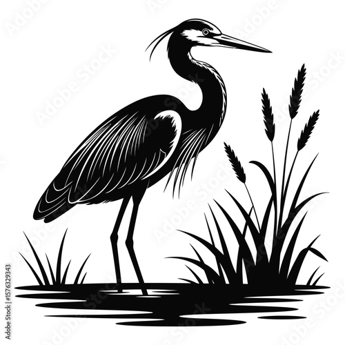 Black and white heron illustration standing in water with reeds