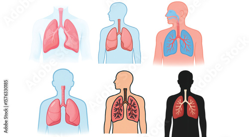 Human Lung Anatomy Vector Set – Respiratory System Medical Diagram Collection
