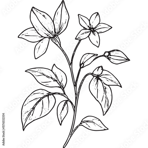Beautiful Black and White Floral Line Art Illustrations for Design Projects