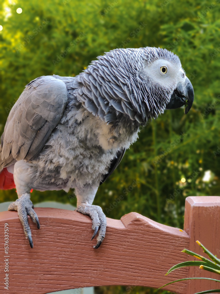 Obraz premium a large gray African red-tailed jaco parrot