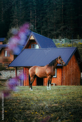 Brown horse standing near a wooden cabin in the mountains, Montenegro countryside