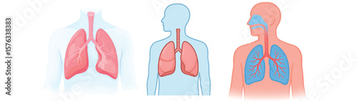 Human Lungs and Respiratory System Diagram – Medical Anatomy Vector Illustration