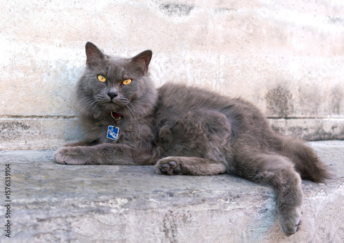 Fluffy gray cat