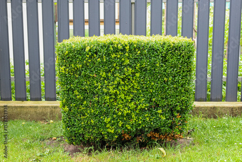 Obraz na plátne A perfectly trimmed boxwood bush of cubic shape stands on a green lawn, creating a neat accent in the garden landscape