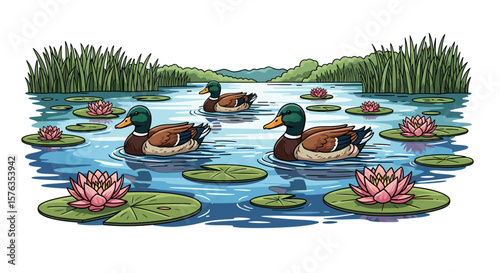 Three ducks swimming in a pond with lily pads and pink water lilies under a grassy shoreline area