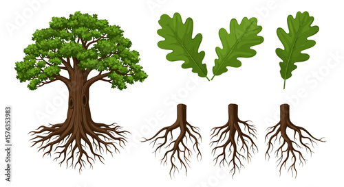 Illustration showing a full tree with leaves and roots and separate leaves and root systems isolated on white
