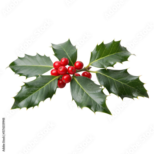 Festive holly branch adorned with bright red berries symbolizing holiday cheer and seasonal on transparent background