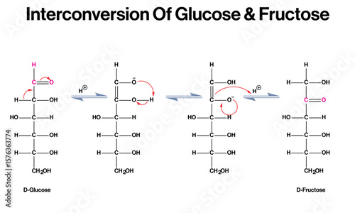 Interconversion of Glucose and Fructose – Isomerization Mechanism Vector Illustration