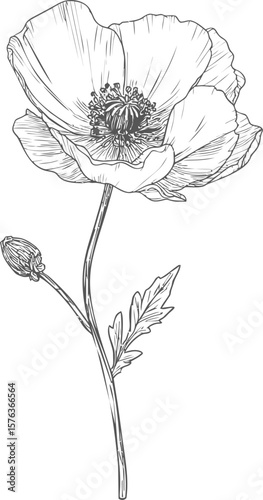 Black and white line drawing of a poppy flower with stem details. Vector sketch illustration