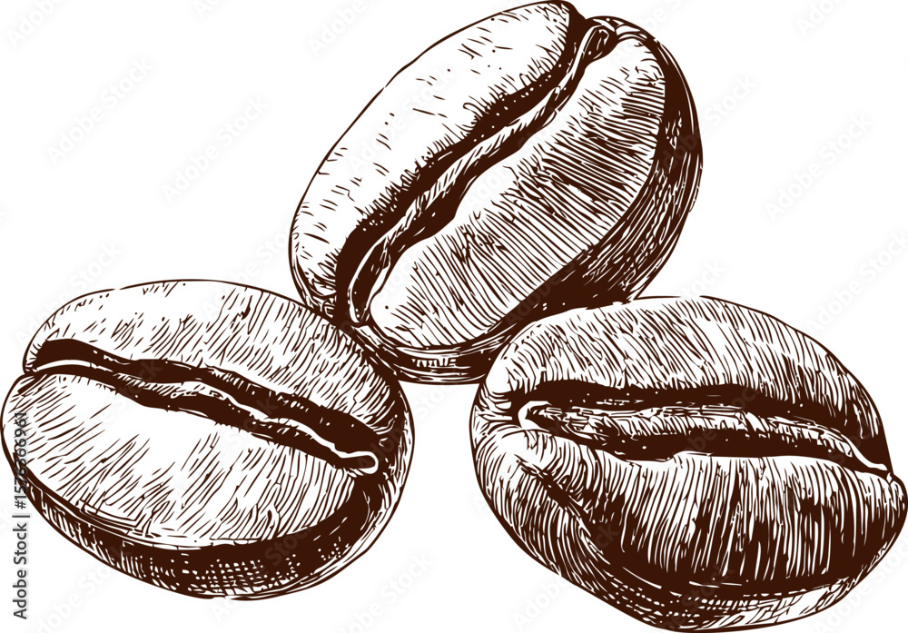 custom made wallpaper toronto digitalIllustration of three detailed coffee beans in brown and white sketch style. Vector illustration
