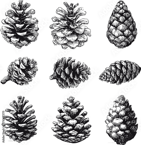 Set of sketch black and white pine cone, vintage style. Vector illustration