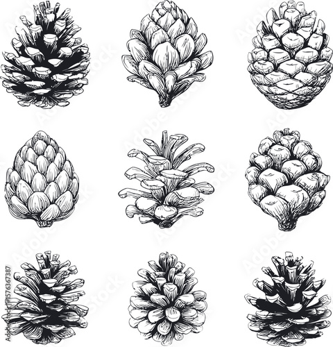 Hand drawn black and white pine cones of various shapes. Vector illustration