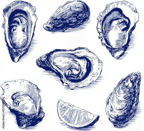Hand-drawn oysters and lemon wedge in vintage blue ink style. Vector illustration