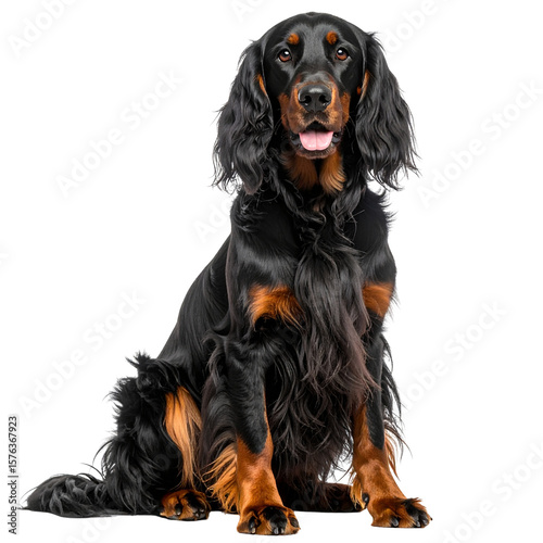 Gordon Setter Sitting Calmly – Long Coat Details – Transparent