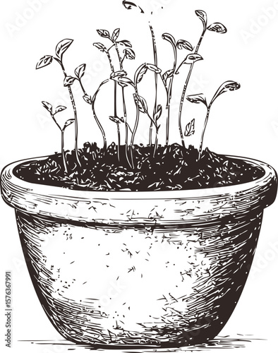 Young seedlings sprouting in a clay pot, black and white sketch style. Vector illustration