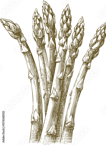 Illustration of detailed asparagus spears in vintage style, botanical art. Vector illustration