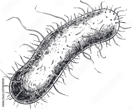 Detailed black and white sketch of a single bacterium with hair-like structures. Vector illustration