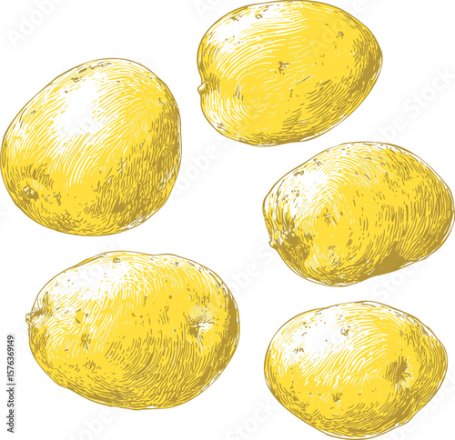 Yellow illustrated potatoes with detailed texture in a realistic vintage sketch style. Vector illustration