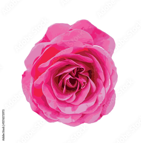Isolated close-up of a blooming pink Rosa flower, likely Rosa ‘Meiclusif’ (Eden Rose 85). Elegant, layered petals in romantic rose form, captured on white background for botanical or design use.