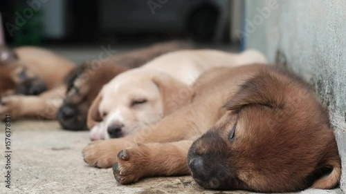A small brown puppy is sleeping soundly on the floor