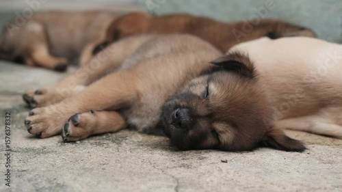 A small brown puppy is sleeping soundly on the floor