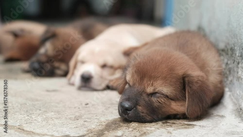 A small brown puppy is sleeping soundly on the floor