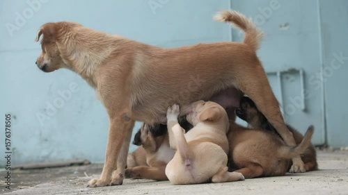 A brown mother dog is nursing her puppies