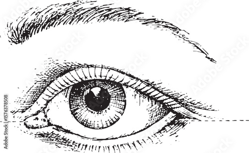 Detailed human eye and eyebrow pupil iris
