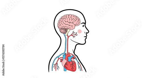 Illustration of human circulatory system showing blood flow from heart to brain and body