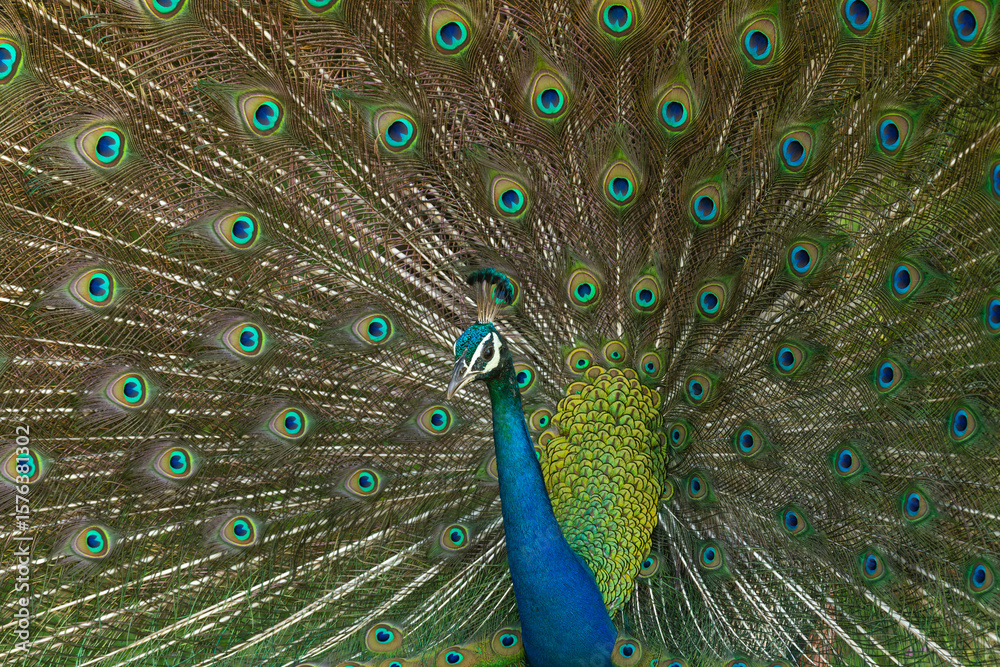 Obraz premium peacock with feathers out